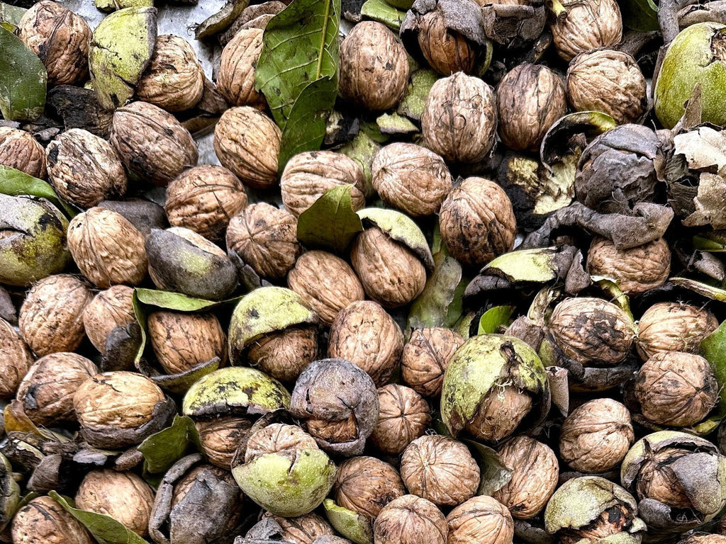 Fresh California Raw Walnut - With Shell, No Skin - 1 Pound ( Gerdoo Tazeh ) - Fresh Nuts - Kalamala - Kalamala